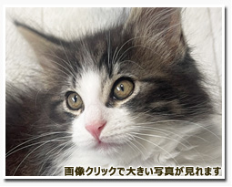 ノルウェージャンフォレストキャット