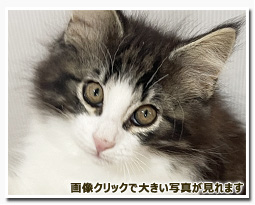 ノルウェージャンフォレストキャット