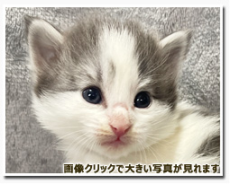 ノルウェージャンフォレストキャット