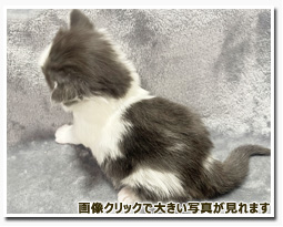 ノルウェージャンフォレストキャット