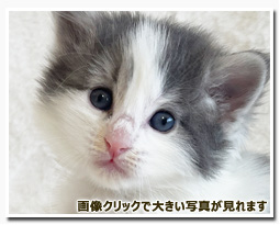 ノルウェージャンフォレストキャット