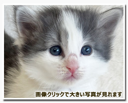 ノルウェージャンフォレストキャット