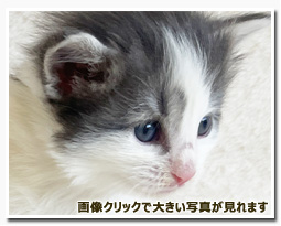 ノルウェージャンフォレストキャット