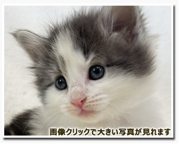 ノルウェージャンフォレストキャット