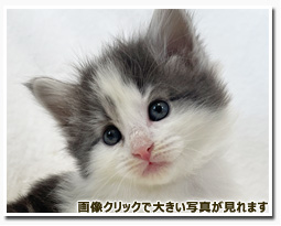 ノルウェージャンフォレストキャット