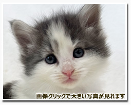 ノルウェージャンフォレストキャット