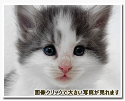 ノルウェージャンフォレストキャット