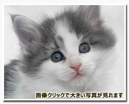 ノルウェージャンフォレストキャット