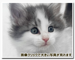 ノルウェージャンフォレストキャット