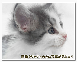 ノルウェージャンフォレストキャット