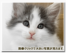 ノルウェージャンフォレストキャット