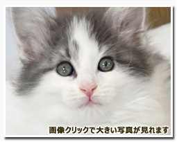 ノルウェージャンフォレストキャット