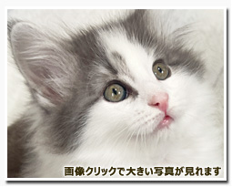 ノルウェージャンフォレストキャット