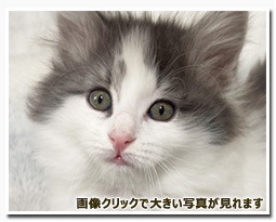 ノルウェージャンフォレストキャット