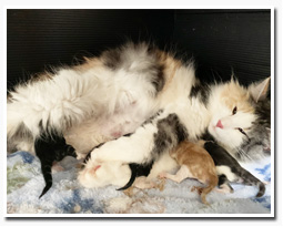 ノルウェージャンフォレストキャット