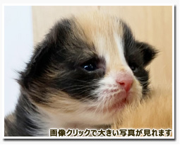 ノルウェージャンフォレストキャット