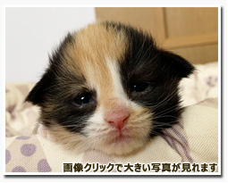 ノルウェージャンフォレストキャット