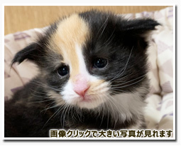 ノルウェージャンフォレストキャット