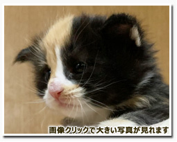 ノルウェージャンフォレストキャット