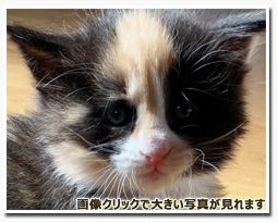 ノルウェージャンフォレストキャット