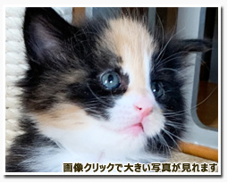 ノルウェージャンフォレストキャット