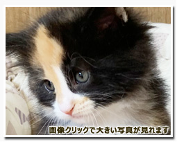 ノルウェージャンフォレストキャット