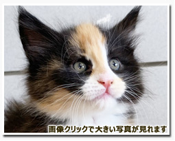 ノルウェージャンフォレストキャット