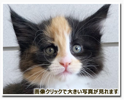 ノルウェージャンフォレストキャット