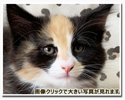 ノルウェージャンフォレストキャット