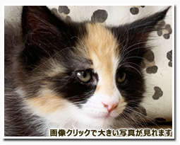 ノルウェージャンフォレストキャット