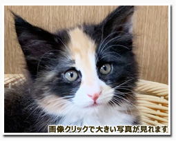 ノルウェージャンフォレストキャット