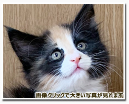 ノルウェージャンフォレストキャット