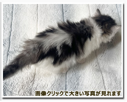 ノルウェージャンフォレストキャット