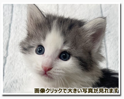 ノルウェージャンフォレストキャット