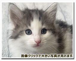 ノルウェージャンフォレストキャット