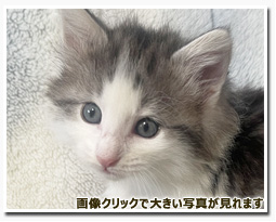 ノルウェージャンフォレストキャット