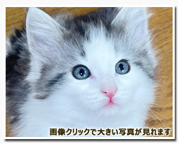 ノルウェージャンフォレストキャット