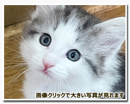 ノルウェージャンフォレストキャット