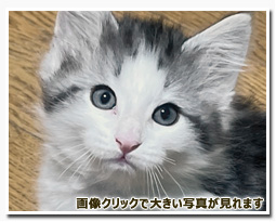 ノルウェージャンフォレストキャット