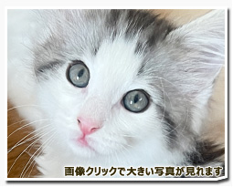 ノルウェージャンフォレストキャット