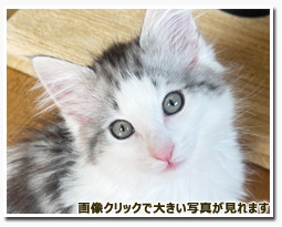 ノルウェージャンフォレストキャット