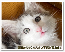 ノルウェージャンフォレストキャット