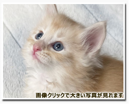 ノルウェージャンフォレストキャット