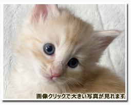 ノルウェージャンフォレストキャット