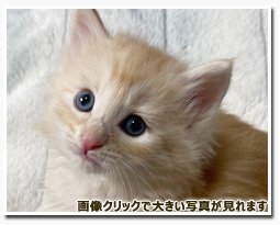 ノルウェージャンフォレストキャット