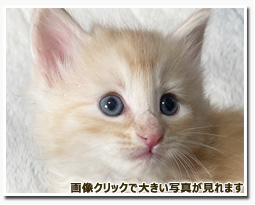 ノルウェージャンフォレストキャット