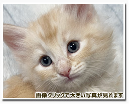 ノルウェージャンフォレストキャット