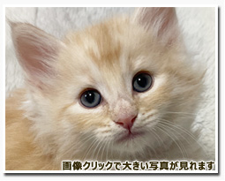 ノルウェージャンフォレストキャット