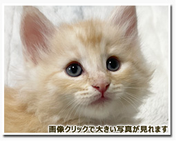 ノルウェージャンフォレストキャット