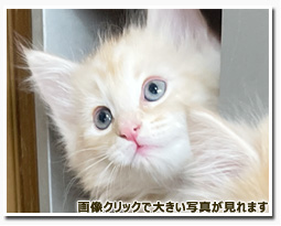 ノルウェージャンフォレストキャット